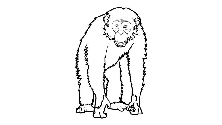 Coloriage Singes - Singe 3 