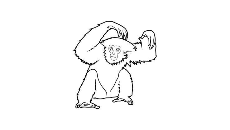 Coloriage Singes - Singe 5 