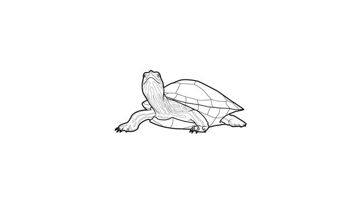 Coloriage Tortues - Tortue 11 