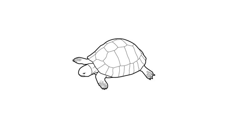 Coloriage Tortues - Tortue 15 