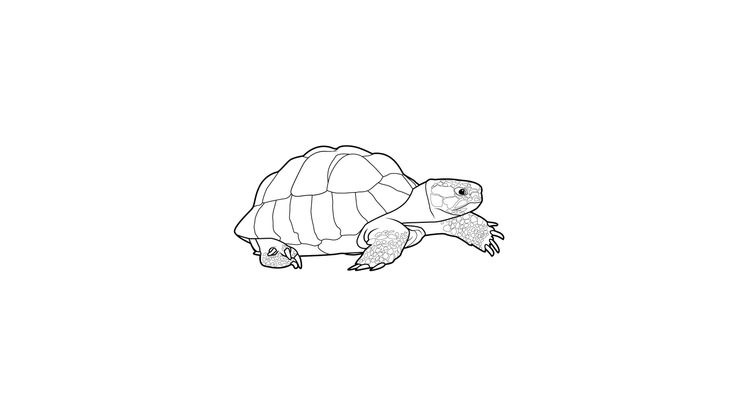 Coloriage Tortues - Tortue 3 