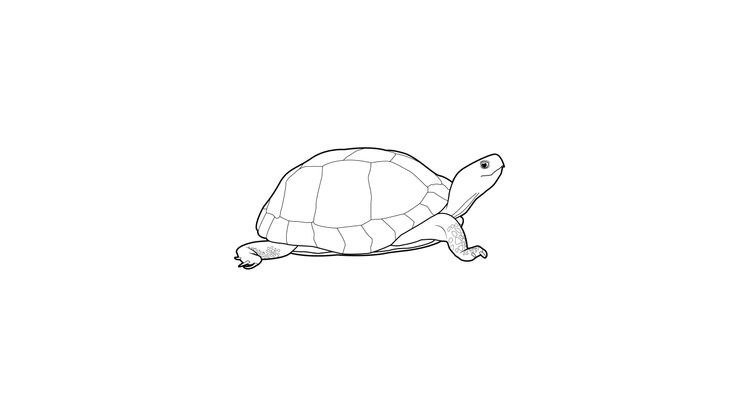 Coloriage Tortues - Tortue 4 