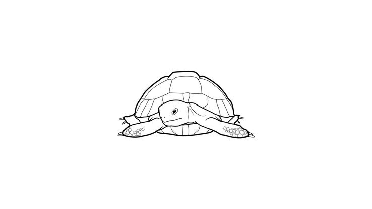 Coloriage Tortues - Tortue 7 