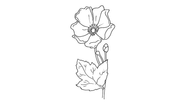 Coloriage Fleurs - Fleur 6 