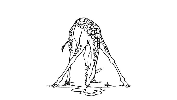 Coloriage Girafe 4  Coloriage Girafes  Coloriages Animaux