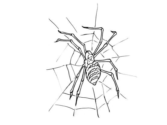 Coloriage Araignee 8 Coloriage Araignees Coloriages Animaux