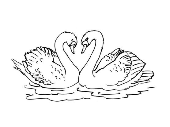 Coloriage Cygne 2 Coloriage Cygnes Coloriages Animaux