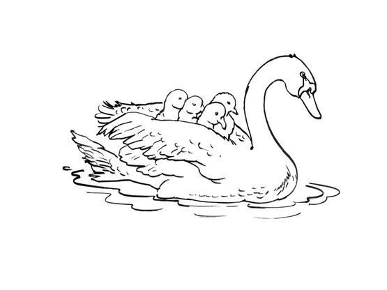 Coloriage Cygne 7 Coloriage Cygnes Coloriages Animaux