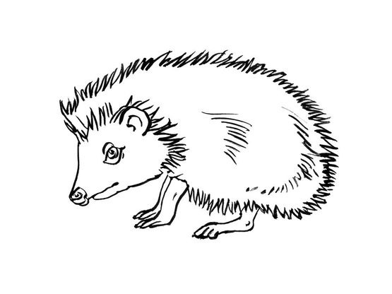 Coloriage Herisson 13 Coloriage Herissons Coloriages Animaux Coloriage Herisson 13 Coloriage Herissons Coloriages Animaux