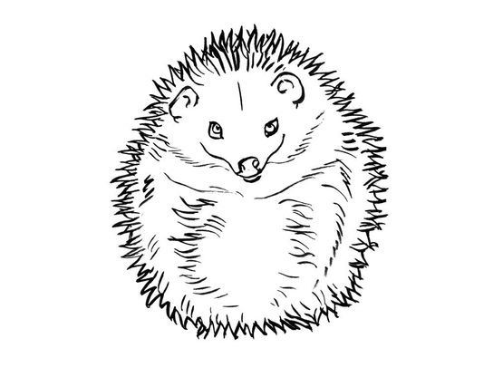 Coloriage Herisson 8 Coloriage Herissons Coloriages Animaux Coloriage Herisson 8 Coloriage Herissons Coloriages Animaux