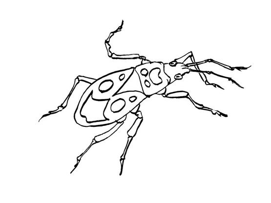 Coloriage Insecte 10 Coloriage Insectes Coloriages Animaux