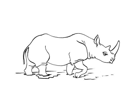 Coloriage Rhinoceros 11 Coloriage Rhinoceros Coloriages Animaux