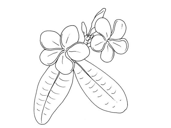 Coloriage Fleur 3 Coloriage Fleurs Coloriages Nature