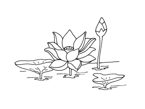 Coloriage Fleur 8 Coloriage Fleurs Coloriages Nature