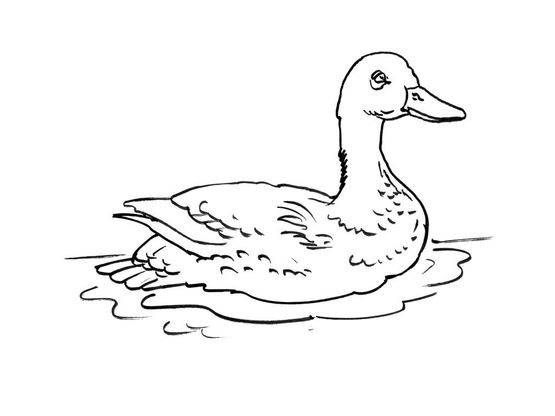 Coloriage Canard 15 - Coloriage Canards - Coloriages Animaux