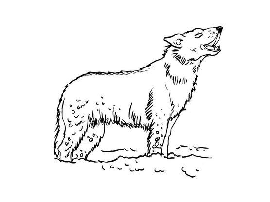 Coloriage Loup 2 - Coloriage Loups - Coloriages Animaux