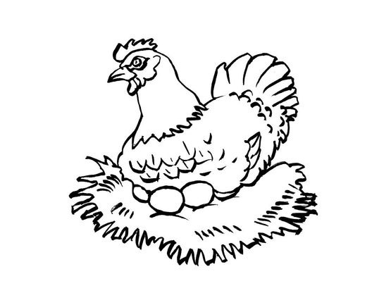 Coloriage Poule 14 - Coloriage Poules - Coloriages Animaux