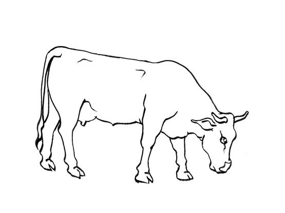 Coloriage Vache 1  Coloriage Vaches  Coloriages Animaux