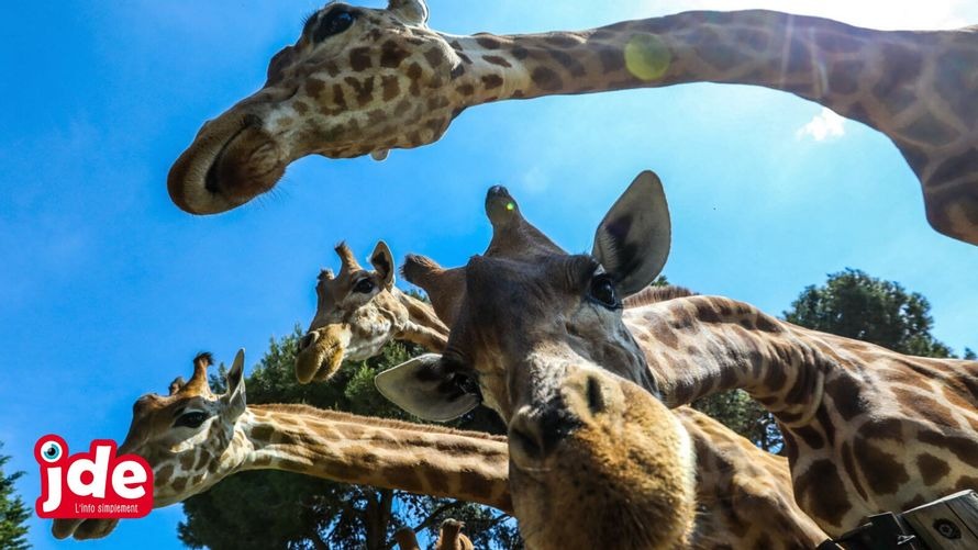 Le Chat Miaule Et La Girafe Fredonne Actu News Gulli Le Chat Miaule Et La Girafe Fredonne Actu News Gulli