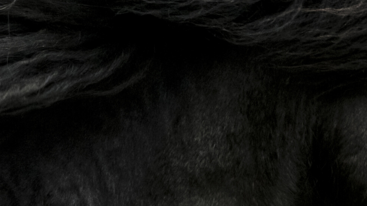 Robe Noire cheval