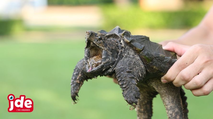 Une Tortue Aux Airs De Dinosaure Actu News Gulli Une Tortue Aux Airs De Dinosaure Actu News Gulli