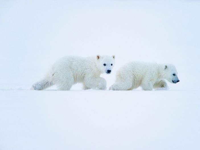 Le Savais Tu Actu Arctique Le Film Gulli
