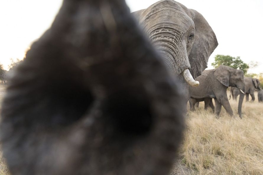La Trompe De L éléphant Film Safari Go