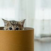Tout Savoir Sur Les Chats Et Leur Univers Tout Savoir Sur Les Chats Et Leur Univers