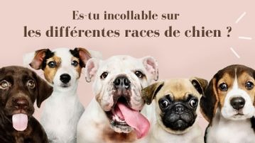 Meilleurs Jeux Sur Les Animaux De Compagnie Pour Enfants