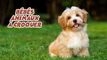 Bébés animaux à croquer