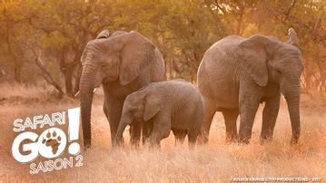 Safari Go ! 