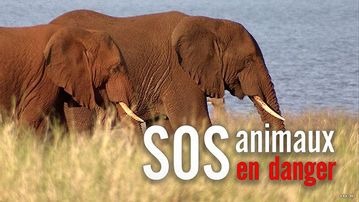SOS animaux en danger
