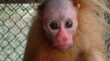 Les petits aventuriers de la jungle