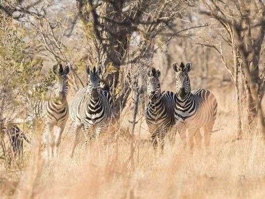 Mes tubes en signes Saison 4 Gulli Replay